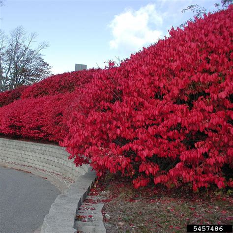 Burning Bush | University of Maryland Extension