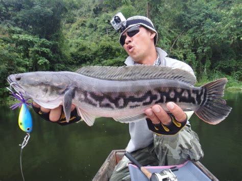 Thailand Giant Snakehead (Toman) And Wild Fishing.: Wild Fishing ...