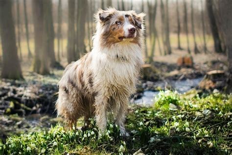 12 Australian Shepherd Mixed Breeds (With Info & Pictures) | Hepper