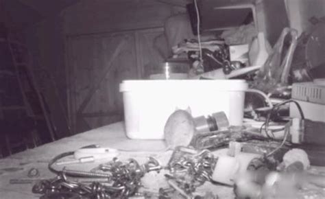 Tidy Mouse Seen On Camera Cleaning Up Tool Shed