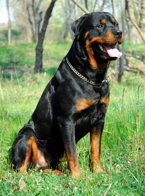 Rottweiler Temperament: Top Personality and Character Traits