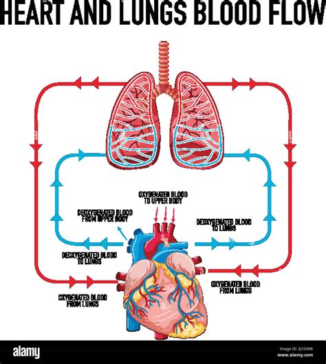 Diagram showing heart and lungs blood flow illustration Stock Vector ...