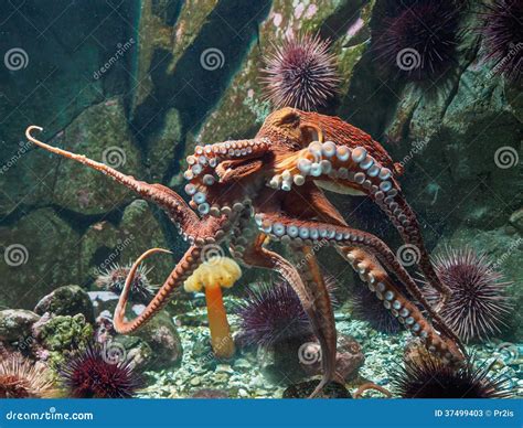 Giant Pacific Octopus (Enteroctopus Dofleini) Stock Image - Image of ...