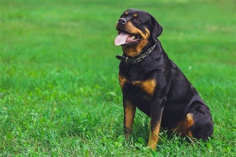 Rottweiler Growth & Weight Chart (Puppy to Adult) | Hepper