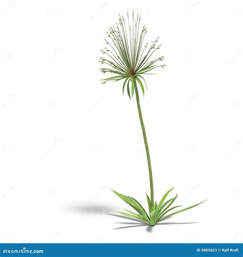 Papyrus stock illustration. Illustration of perch, flora - 9885023