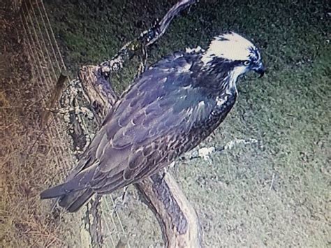 New osprey causes a stir at Bassenthwaite | Bassenthwaite lake, Osprey ...