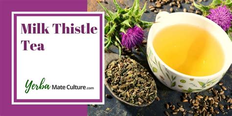 What is Milk Thistle Tea - Health Benefits and Side Effects