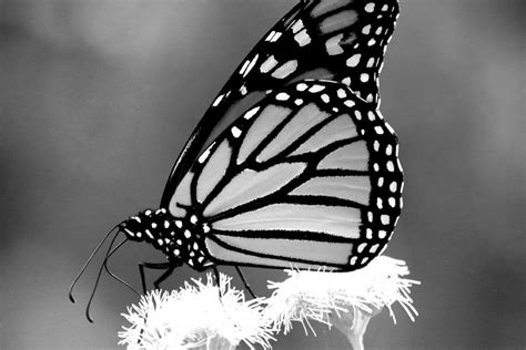 Monarch Butterfly in Black and white Photograph by LaDonna McCray - Pixels