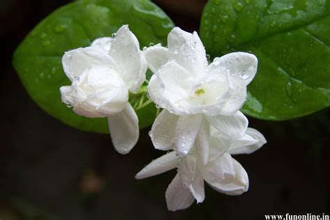 Jasmine Flower Wallpapers - Wallpaper Cave