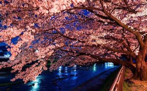 Kyoto Cherry Blossom Desktop Wallpapers - Top Free Kyoto Cherry Blossom ...