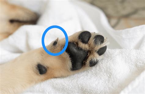 Dog Broken Dew Claw: What To Do & Treatment - Marvelous Dogs