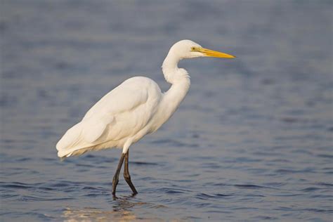 Intermediate egret (Ardea intermedia)