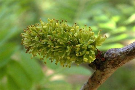 Gleditsia triacanthos