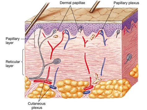 Dermis layers | Dermis, Layers, Dermal fillers