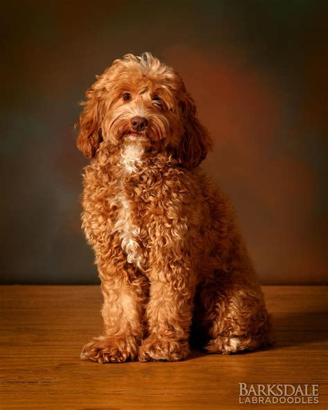 Barksdale's Red Australian Labradoodles - Barksdale Labradoodles