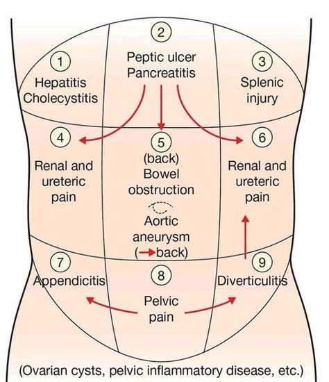 Abdominal Pain Causes By Location: Stomach Anatomy And, 59% OFF