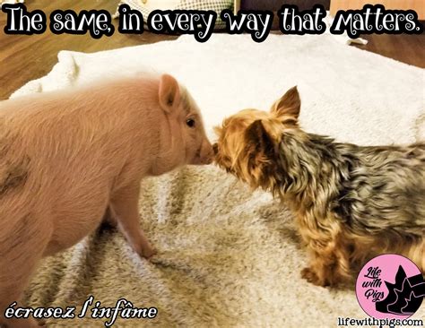 Pig Memes - Life with Pigs Farm Animal Sanctuary