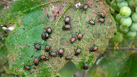 5 Common Plants That Earwigs Eat (And How To Stop Them) - Pest Pointer