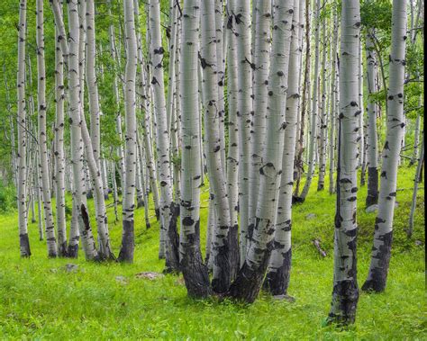 Colorado Aspen Tree Photography For Sale