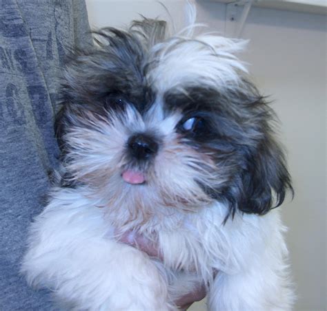 Cutest Shih Tzu Puppy In The World - Photos All Recommendation