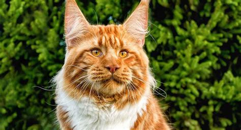 Big Domestic House Cat Breeds - Pets Lovers