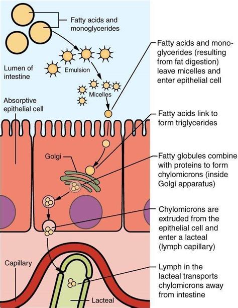 Lipid Metabolism and Enzymes - Creative Diagnostics