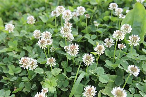 Growing a Clover Lawn | The Old Farmer's Almanac