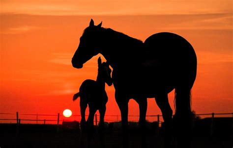 Horse Sunset Wallpapers - Top Free Horse Sunset Backgrounds ...