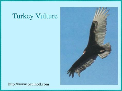 PPT - Animal Adaptations PowerPoint Presentation, free download - ID ...