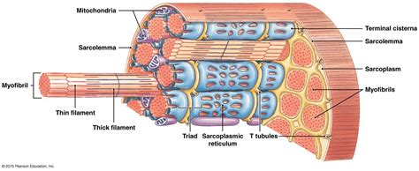 The Structure of a skeletal Muscle fiber | Biology lessons, Human ...