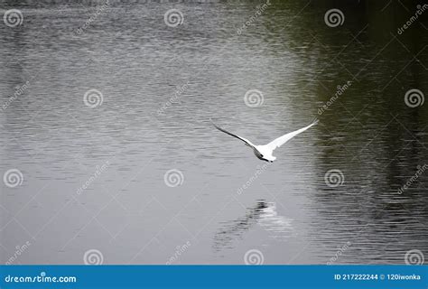 Flying Swan stock photo. Image of pond, beautiful, elegant - 217222244