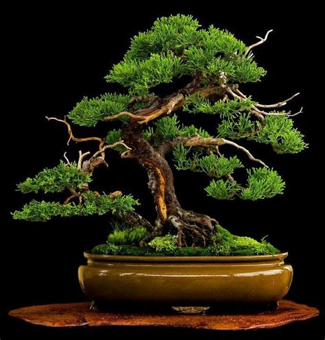 Amazing | Bonsai tree, Juniper bonsai, Indoor bonsai