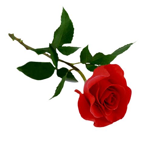 Rose PNG flower images, free download