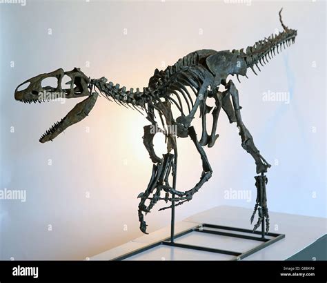 Allosaurus skeleton hi-res stock photography and images - Alamy