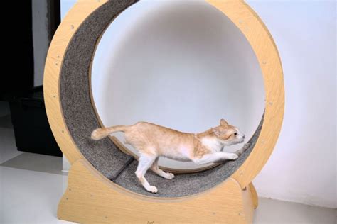 12 DIY Cat Wheel Plans You Can Build - Handy Keen