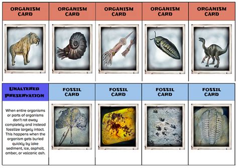 Different Types Of Fossils