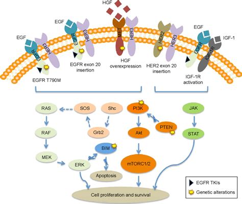 Figure 1 from Intrinsic resistance to EGFR tyrosine kinase inhibitors ...