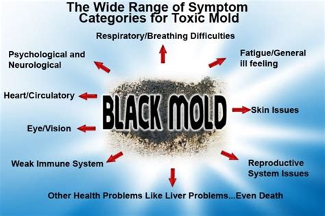 Toxic Black Mold Symptoms, Test, Removal & Health Effects