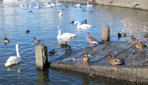 Duck pond | In Reykjavík. Supposedly, feeding the ducks is q… | Flickr