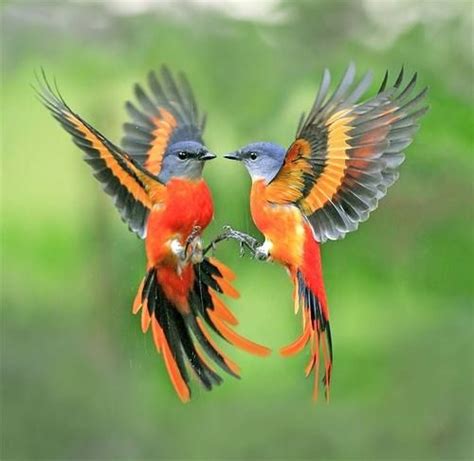 The most beautiful flying bird – News0days