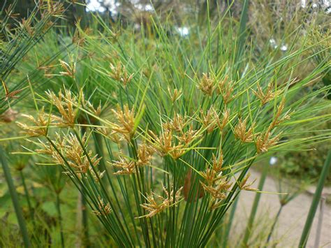 Cyperus papyrus (Egyptian Paper Reed, Giant Papyrus, Paper Reed ...