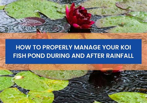 How To Properly Manage Your Koi Fish Pond During And After Rainfall ...