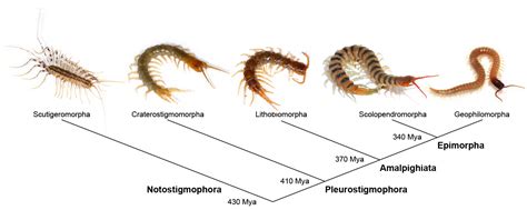 House Centipede Bite Symptoms