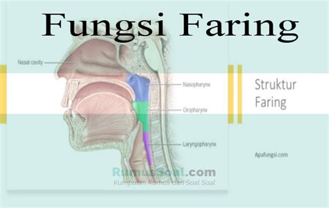 5 Fungsi Faring Pada Sistem Pernapasan Amp Pencernaan Manusia - Riset