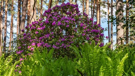 15 Plants That Will Thrive Under A Pine Tree