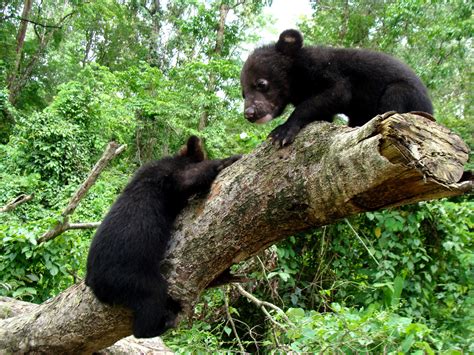 Centre for Bear Rehabilitation and Conservation - India | IFAW