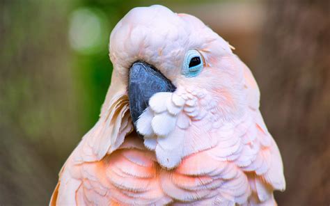 Download wallpapers Galah, pink cockatoo, pink parrot, pink birds ...