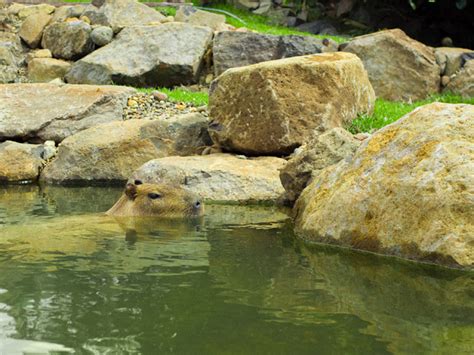 Contractor Training Experience at New Capybara Enclosure - Project | ODS