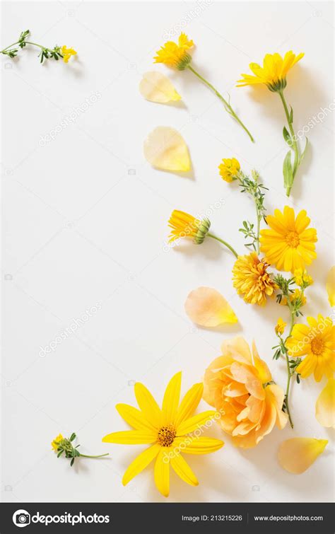 Yellow Flowers On White Background Images | Best Flower Site