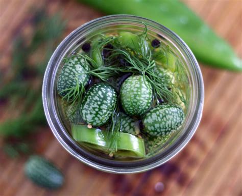 Dill Pickled Mexican Sour Gherkins | Coconut & Lime